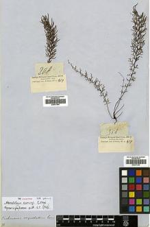 Type specimen at Edinburgh (E). Cuming, Hugh: 358. Barcode: E00417493.