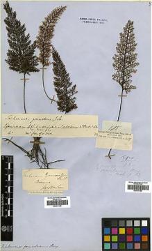Type specimen at Edinburgh (E). Cuming, Hugh: 400. Barcode: E00417495.