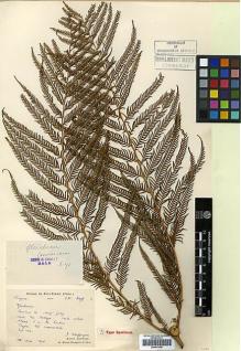 Type specimen at Edinburgh (E). Chaffanjon, Jean; Bodinier, Emile: 2098. Barcode: E00417498.