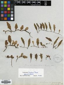 Type specimen at Edinburgh (E). Wiles, James; Higson, Thomas: . Barcode: E00417501.