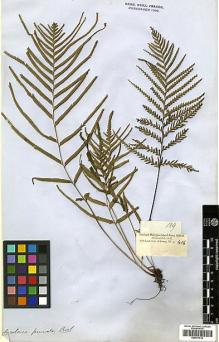 Type specimen at Edinburgh (E). Cuming, Hugh: 139. Barcode: E00417516.