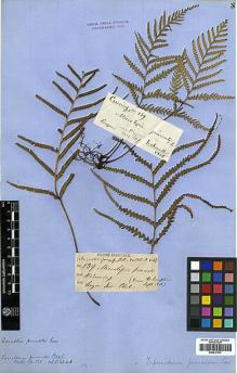 Type specimen at Edinburgh (E). Cuming, Hugh: 139. Barcode: E00417517.