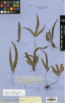 Type specimen at Edinburgh (E). Spruce, Richard: 4023. Barcode: E00417524.