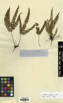 Type specimen at Edinburgh (E). Spruce, Richard: 4023. Barcode: E00417525.