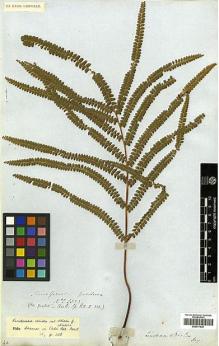 Type specimen at Edinburgh (E). Gardner, George: 5323. Barcode: E00417535.