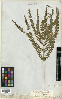 Type specimen at Edinburgh (E). Gardner, George: 5323. Barcode: E00417536.