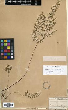 Type specimen at Edinburgh (E). Thwaites, George: 3903. Barcode: E00417538.