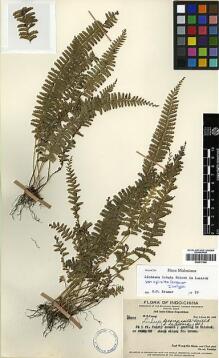 Type specimen at Edinburgh (E). Ts'ang, Wai: 29002. Barcode: E00417540.