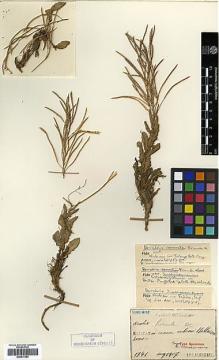 Type specimen at Edinburgh (E). Faurie, Urbain: 1742. Barcode: E00417554.