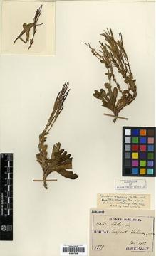 Type specimen at Edinburgh (E). Taquet, Emile: 5389. Barcode: E00417558.