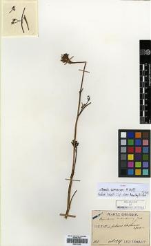 Type specimen at Edinburgh (E). Taquet, Emile: 105. Barcode: E00417563.