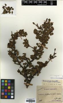 Type specimen at Edinburgh (E). Taquet, Emile: 3081. Barcode: E00417564.