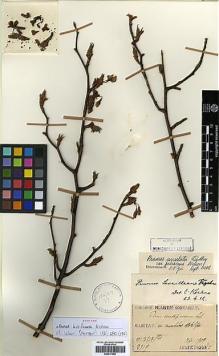 Type specimen at Edinburgh (E). Taquet, Emile: 2519. Barcode: E00417566.
