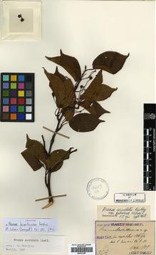 Type specimen at Edinburgh (E). Taquet, Emile: 2517. Barcode: E00417567.