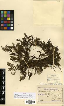 Type specimen at Edinburgh (E). Taquet, Emile: 5307. Barcode: E00417571.