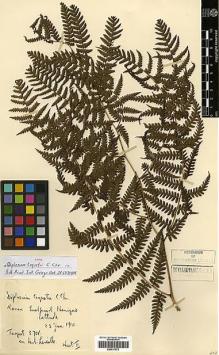 Type specimen at Edinburgh (E). Taquet, Emile: 3701. Barcode: E00417573.