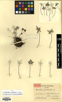 Type specimen at Edinburgh (E). Smith, Karl: 2276. Barcode: E00417575.