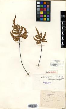 Type specimen at Edinburgh (E). Ducloux, Francois: . Barcode: E00417576.
