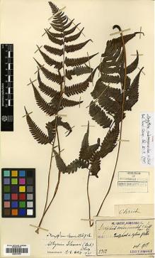 Type specimen at Edinburgh (E). Taquet, Emile: 2382. Barcode: E00417579.