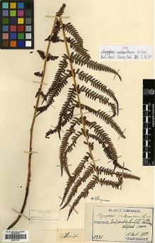 Type specimen at Edinburgh (E). Taquet, Emile: 2370. Barcode: E00417581.