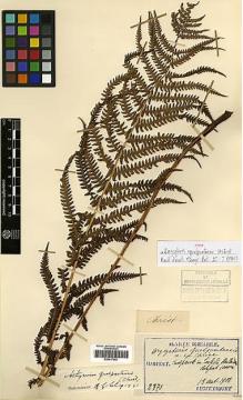 Type specimen at Edinburgh (E). Taquet, Emile: 2370. Barcode: E00417582.