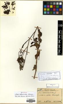 Type specimen at Edinburgh (E). Faurie, Urbain: 262. Barcode: E00417585.
