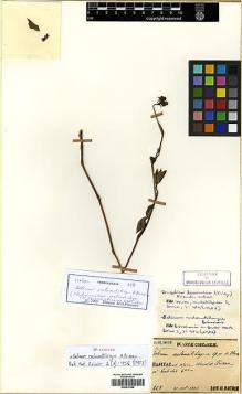 Type specimen at Edinburgh (E). Faurie, Urbain: 258. Barcode: E00417586.