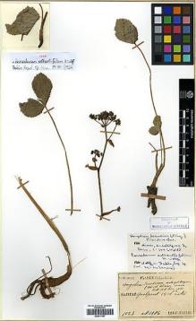 Type specimen at Edinburgh (E). Faurie, Urbain: 1023. Barcode: E00417587.