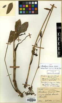 Type specimen at Edinburgh (E). Faurie, Urbain: 1020. Barcode: E00417588.