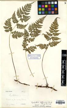 Type specimen at Edinburgh (E). Ducloux, Francois: 1327. Barcode: E00417594.