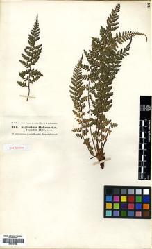 Type specimen at Edinburgh (E). Hohenacker, Rudolph: 211. Barcode: E00417595.