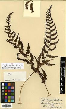 Type specimen at Edinburgh (E). Cavalerie, Pierre: 3775. Barcode: E00417596.