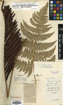 Type specimen at Edinburgh (E). Cavalerie, Pierre: 3. Barcode: E00417604.