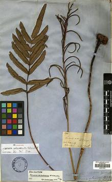 Type specimen at Edinburgh (E). Moritz, Johann: 299. Barcode: E00417612.