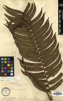 Type specimen at Edinburgh (E). Moritz, Johann: 299-300. Barcode: E00417613.
