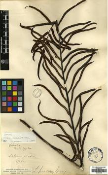 Type specimen at Edinburgh (E). Moritz, Johann: 299-300. Barcode: E00417615.