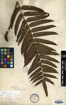 Type specimen at Edinburgh (E). Moritz, Johann: 299-300. Barcode: E00417616.