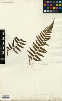 Type specimen at Edinburgh (E). Desvaux: . Barcode: E00417625.