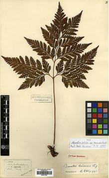 Type specimen at Edinburgh (E). Henry, Augustine: 11822. Barcode: E00417632.