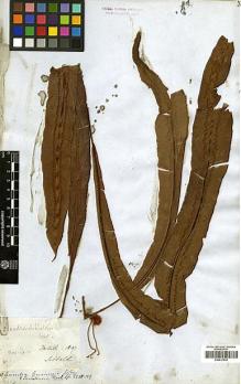 Type specimen at Edinburgh (E). Sibbald, A.: . Barcode: E00417634.