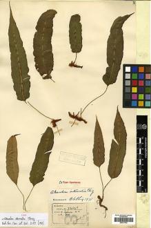 Type specimen at Edinburgh (E). Henry, Augustine: 9484C. Barcode: E00417640.