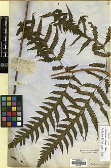 Type specimen at Edinburgh (E). Wall, George: 44/199. Barcode: E00417645.