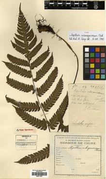 Type specimen at Edinburgh (E). Cavalerie, Pierre: 1916. Barcode: E00417652.