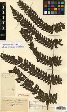 Type specimen at Edinburgh (E). Cavalerie, Pierre: 2637. Barcode: E00417653.