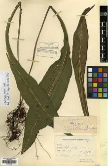 Type specimen at Edinburgh (E). Cavalerie, Pierre: 1916. Barcode: E00417664.