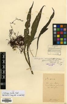 Type specimen at Edinburgh (E). Cavalerie, Pierre: 1916. Barcode: E00417665.