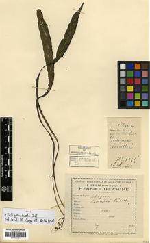 Type specimen at Edinburgh (E). Cavalerie, Pierre: 1916. Barcode: E00417666.