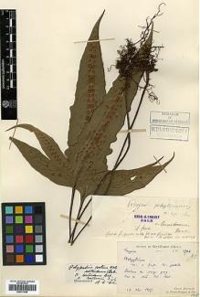 Type specimen at Edinburgh (E). Bodinier, Emile: 1704. Barcode: E00417668.