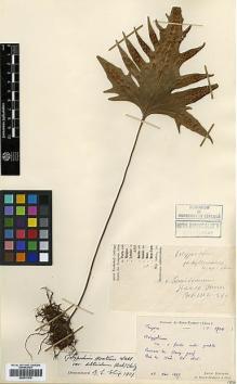 Type specimen at Edinburgh (E). Bodinier, Emile: 1704. Barcode: E00417670.