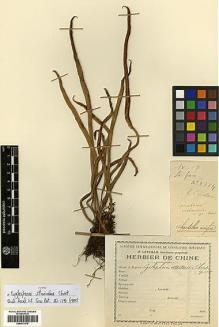 Type specimen at Edinburgh (E). Cavalerie, Pierre: 2874. Barcode: E00417676.
